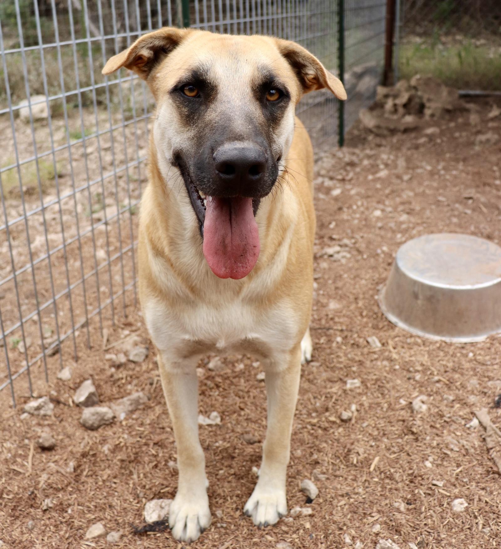 Enlarge Holly Berry, a Adoptable mixed breed in Leakey, TX image 3/6