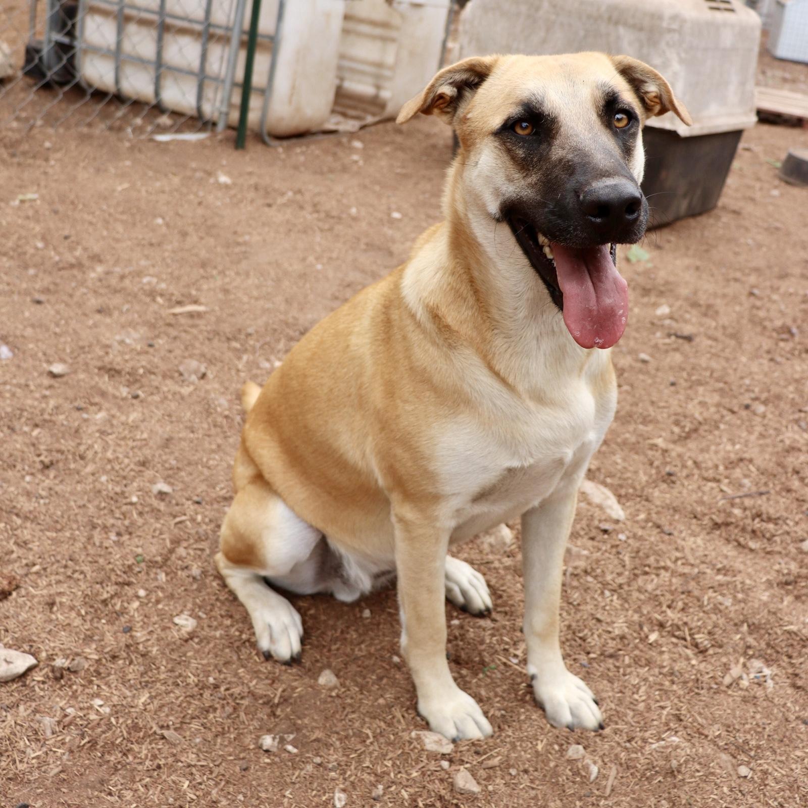 Enlarge Holly Berry, a Adoptable mixed breed in Leakey, TX image 4/6