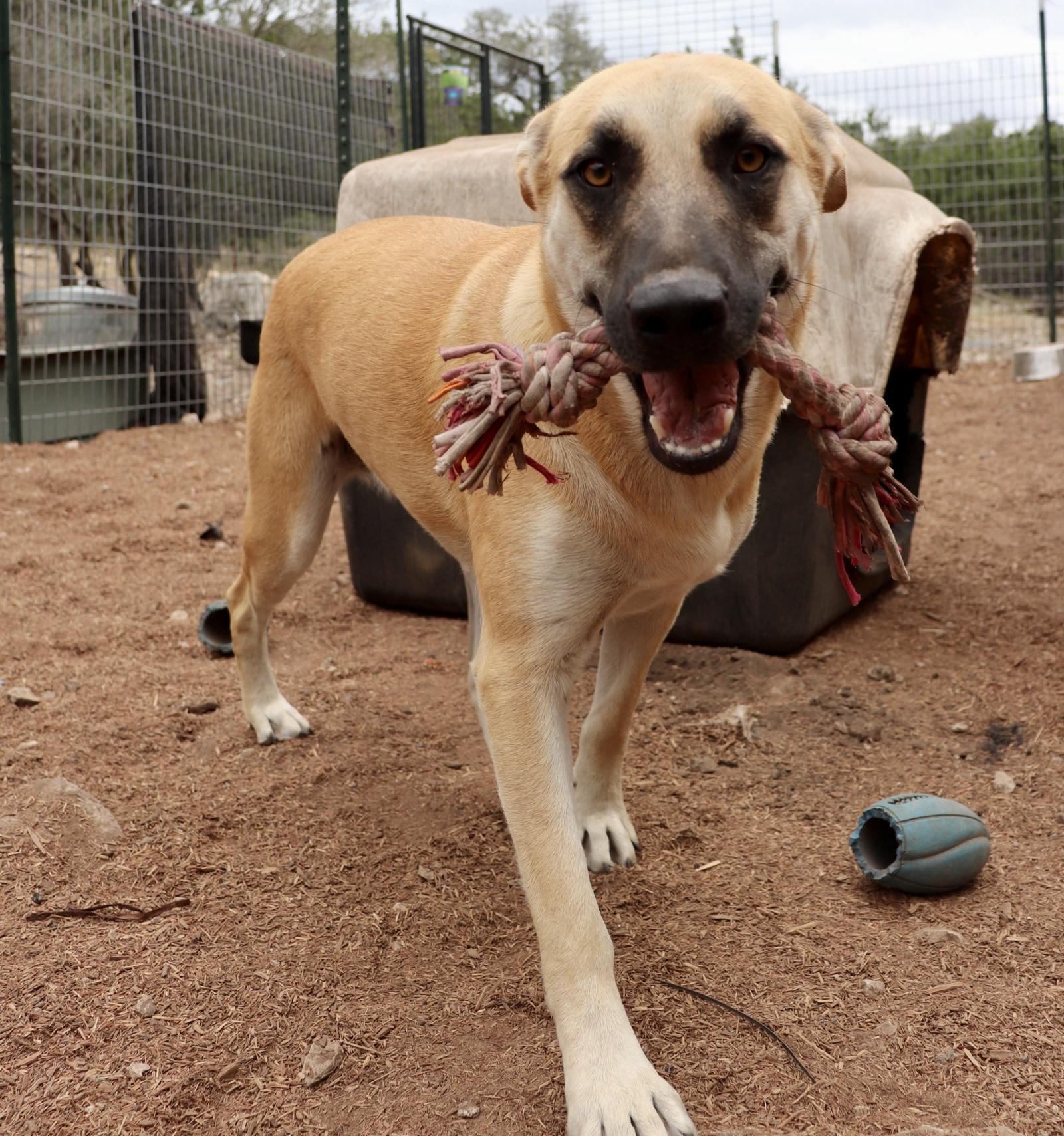 Enlarge Holly Berry, a Adoptable mixed breed in Leakey, TX image 5/6