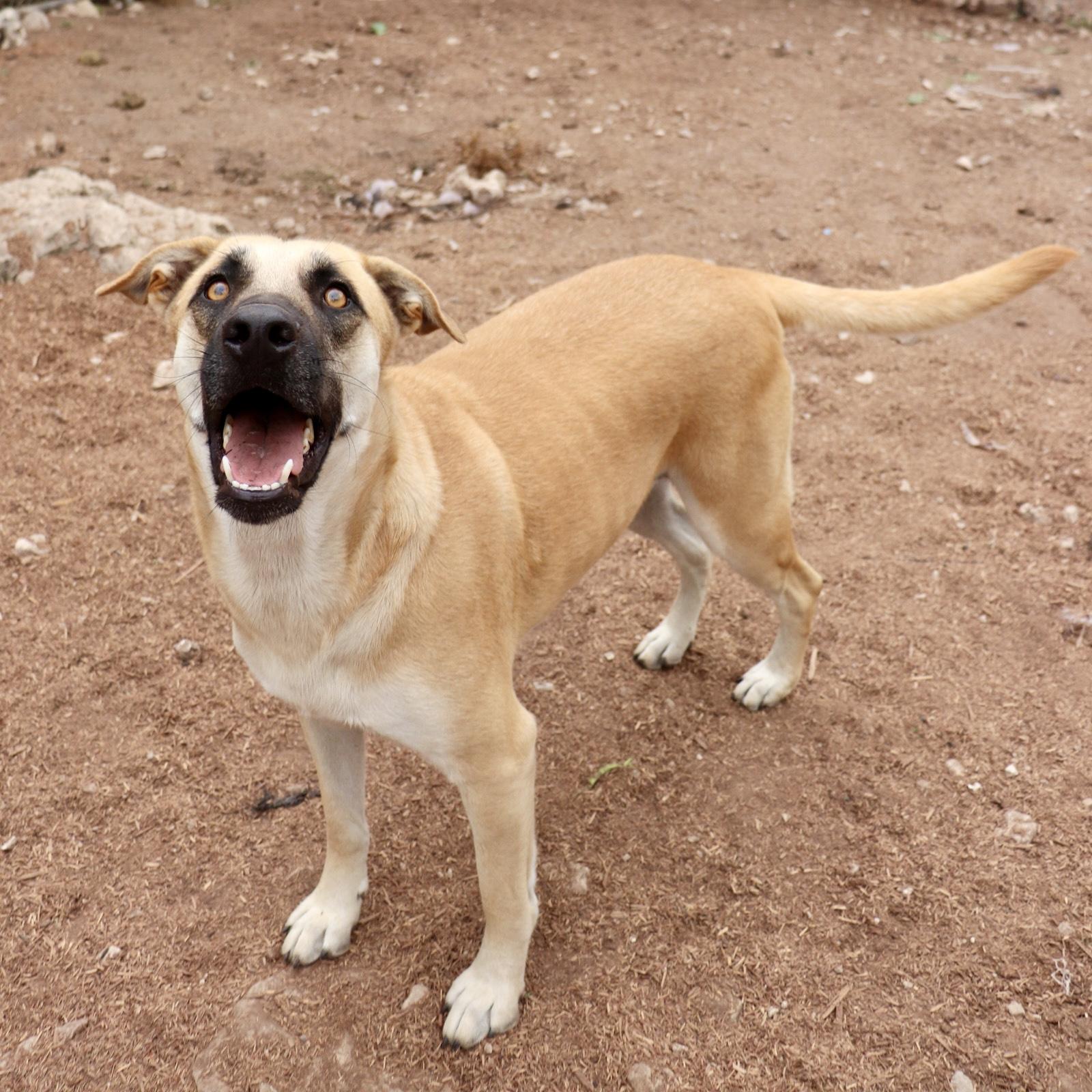 Enlarge Holly Berry, a Adoptable mixed breed in Leakey, TX image 6/6