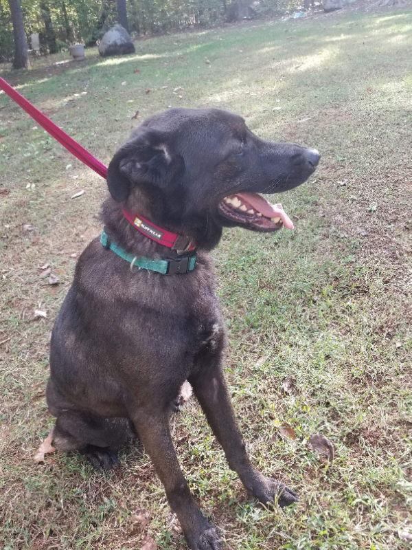 Bear, Adoptable, Young Male Flat-Coated Retriever & Labrador Retriever.