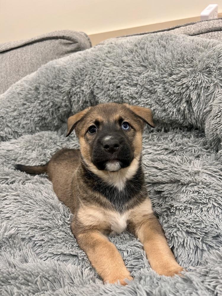 Maeve, Adoptable, Puppy Female German Shepherd Dog.