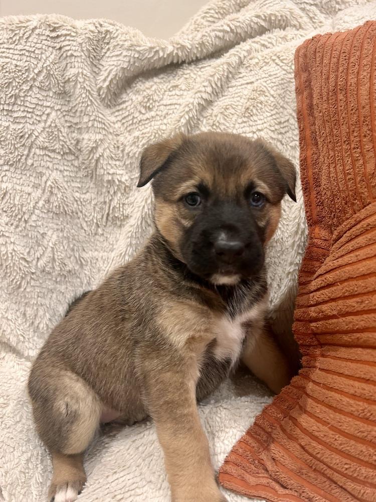 Enlarge Maeve, a Adoptable mixed breed in Sedalia, CO image 2/6