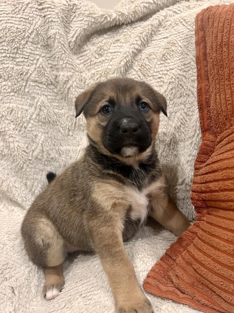 Enlarge Maeve, a Adoptable mixed breed in Sedalia, CO image 3/6