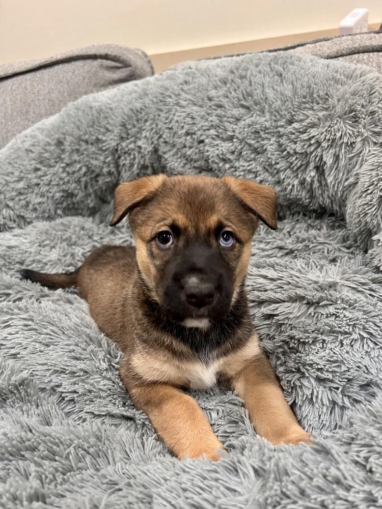 Enlarge Maeve, a Adoptable mixed breed in Sedalia, CO image 5/6