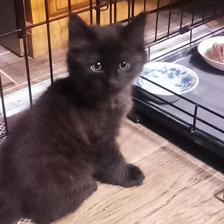 Enlarge Verne - City of Industry Location, a Adopted Domestic Long Hair in Chino Hills, CA image 1/4