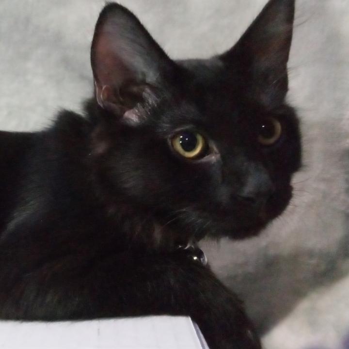 Enlarge Verne - City of Industry Location, a Adopted Domestic Long Hair in Chino Hills, CA image 3/4