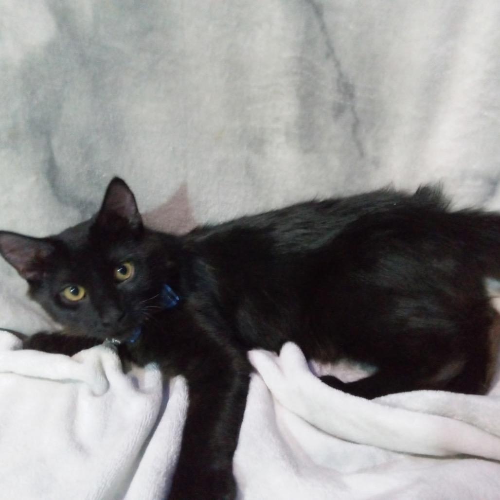 Enlarge Verne - City of Industry Location, a Adopted Domestic Long Hair in Chino Hills, CA image 4/4