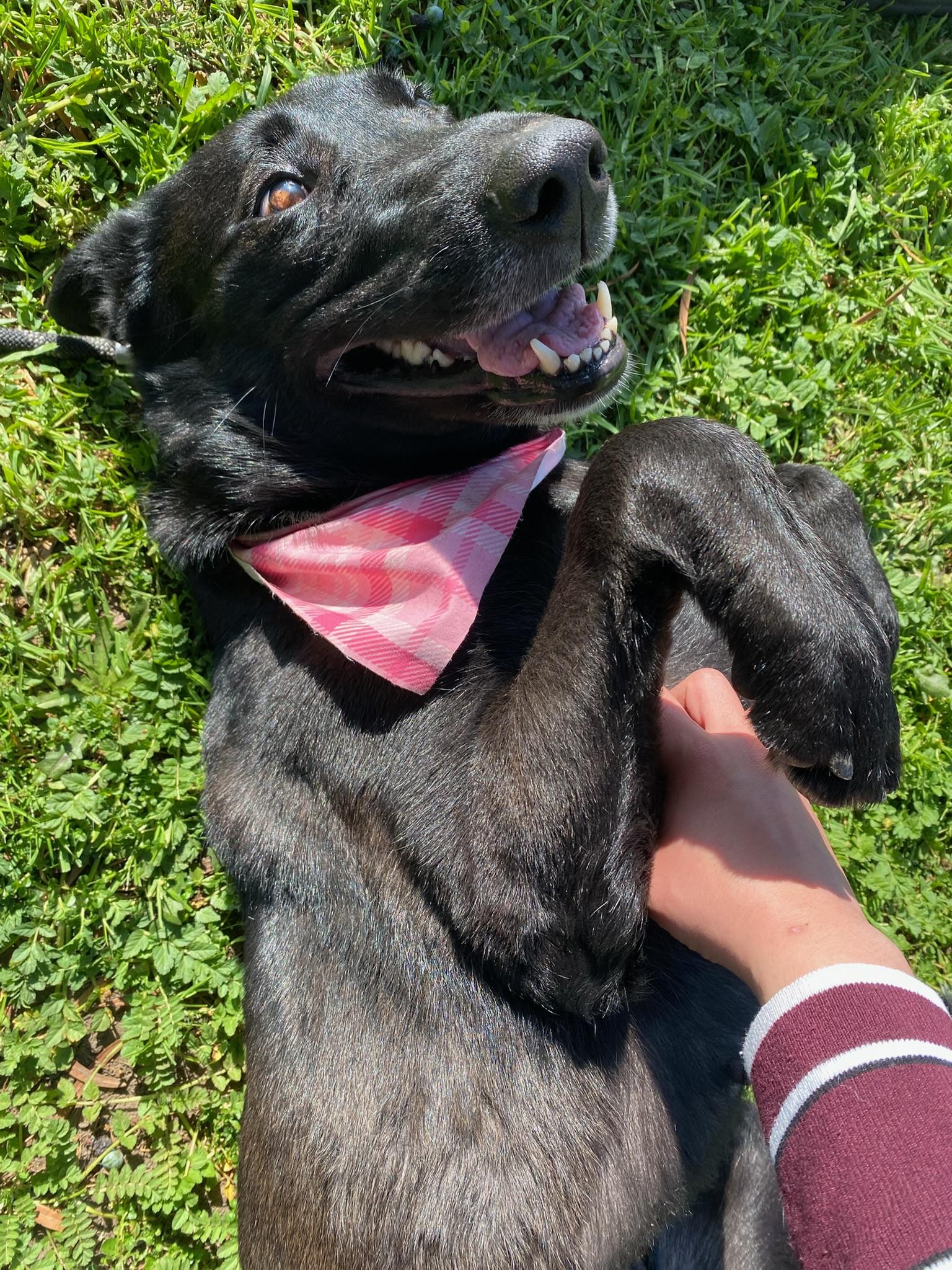 Lolita, a Adoptable mixed breed in Los Angeles , CA image 4/6