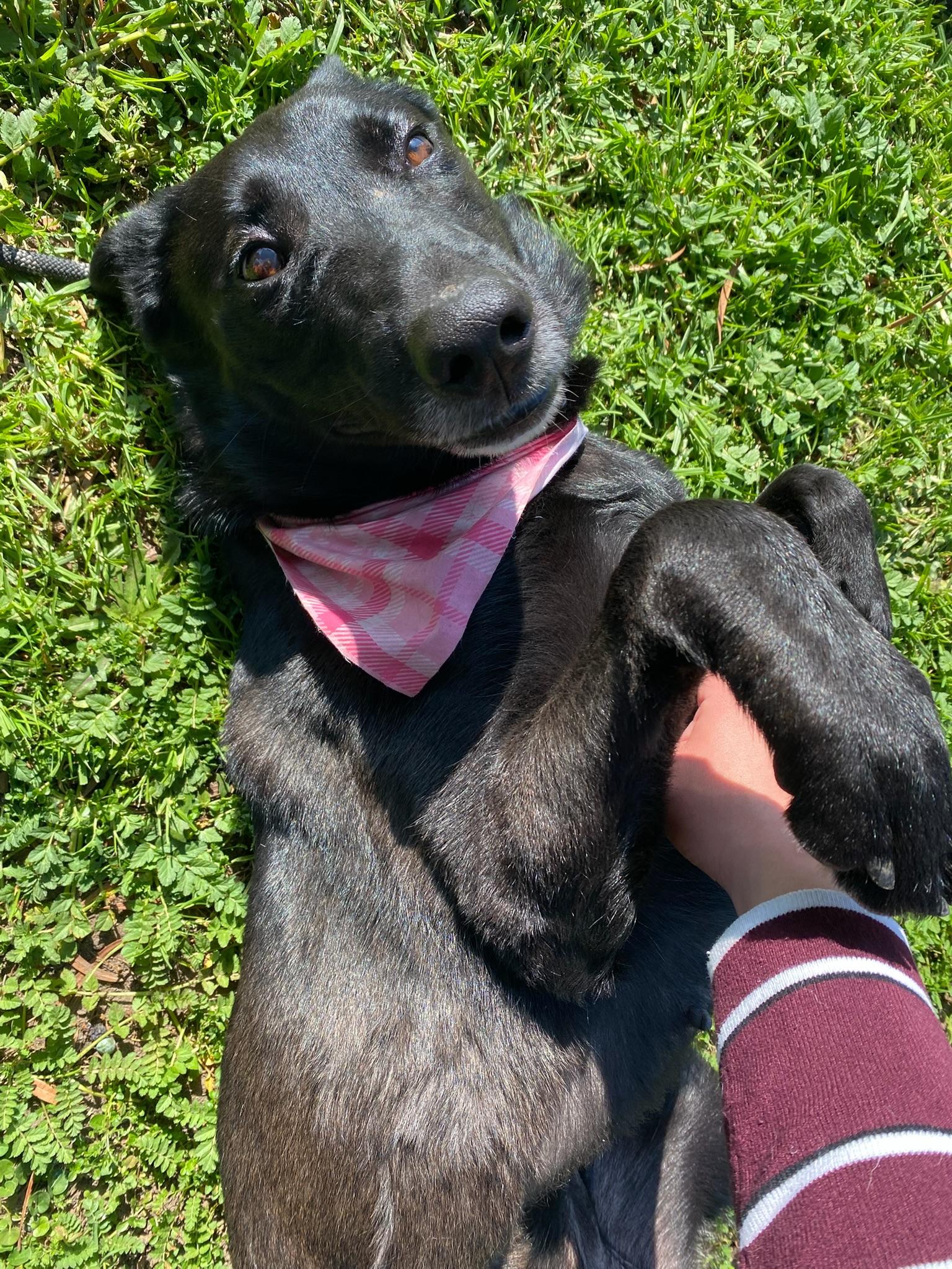 Lolita, a Adoptable mixed breed in Los Angeles , CA image 6/6