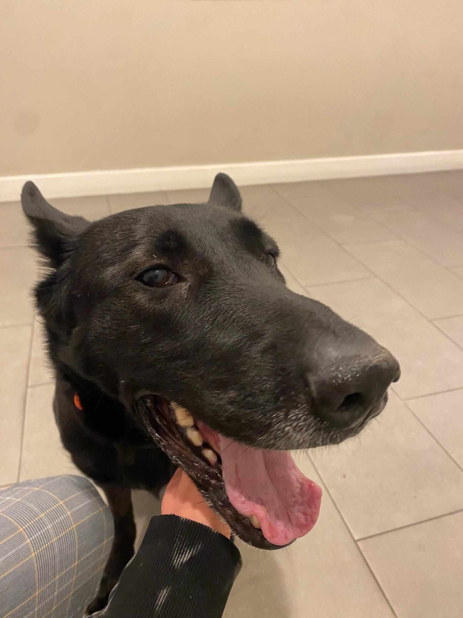 Lolita, a Adoptable mixed breed in Los Angeles , CA image 3/6