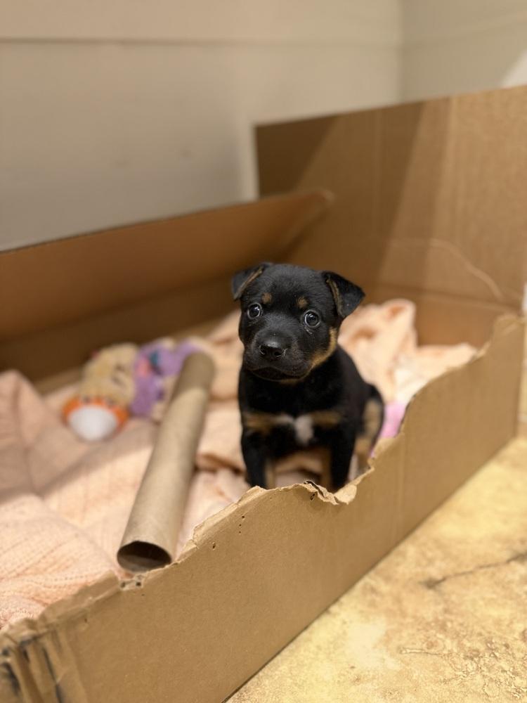 Sandia, Adoptable, Puppy Female Miniature Pinscher.