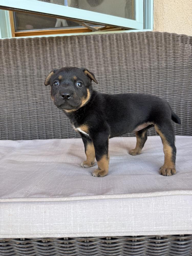 Sandia, a Adoptable mixed breed in Mountainair, NM image 2/3