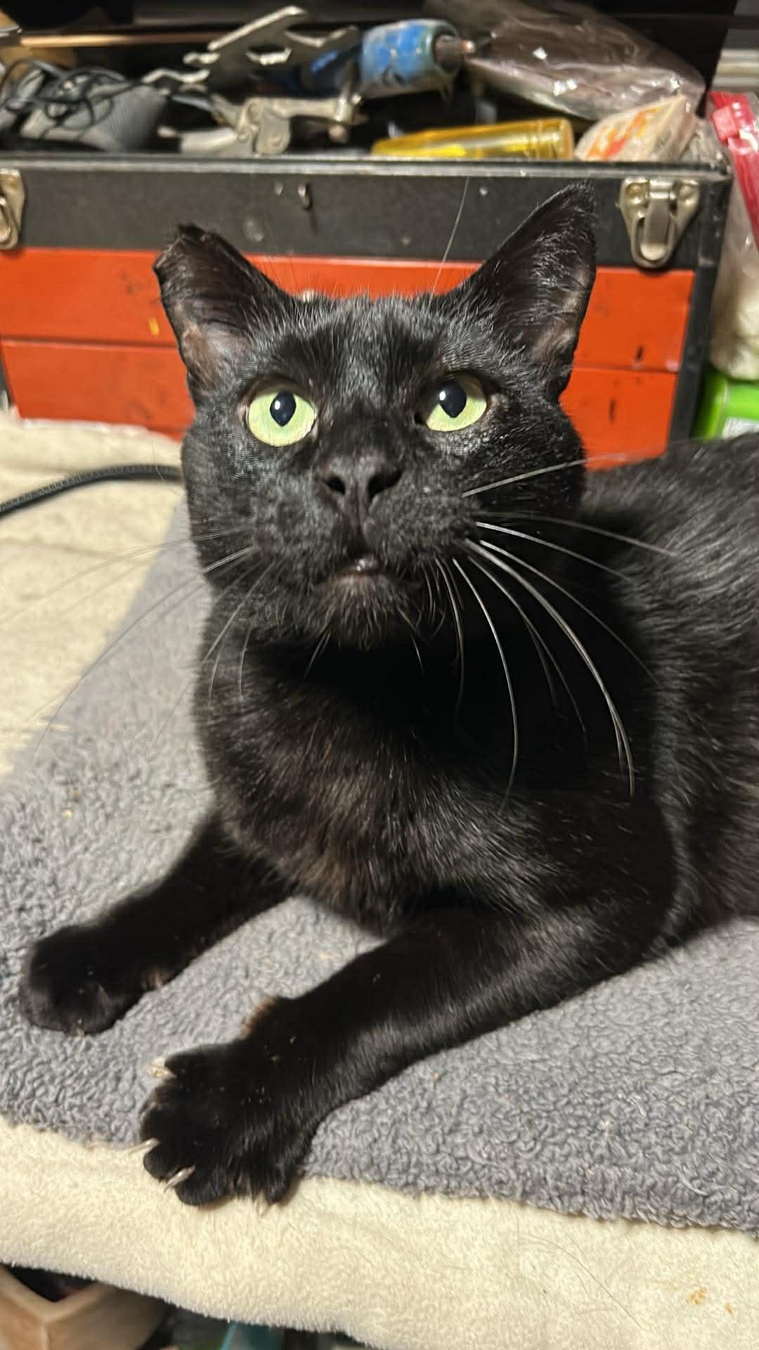 Enlarge Nero, a Adoptable Domestic Short Hair in Sherman Oaks, CA image 4/6