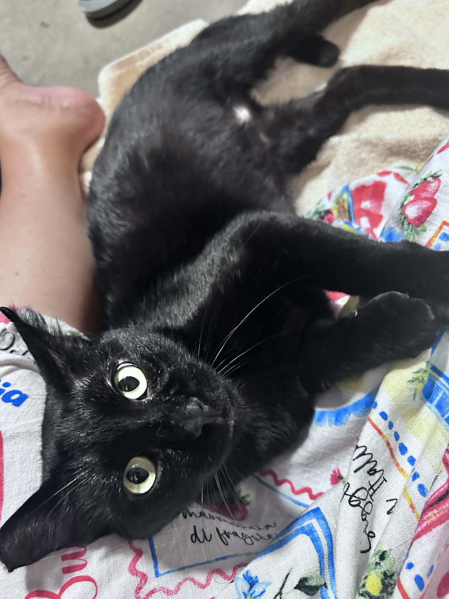 Enlarge Nero, a Adoptable Domestic Short Hair in Sherman Oaks, CA image 2/6