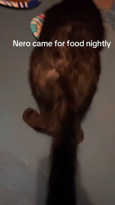 Enlarge Nero, a Adoptable Domestic Short Hair in Sherman Oaks, CA video 6/6