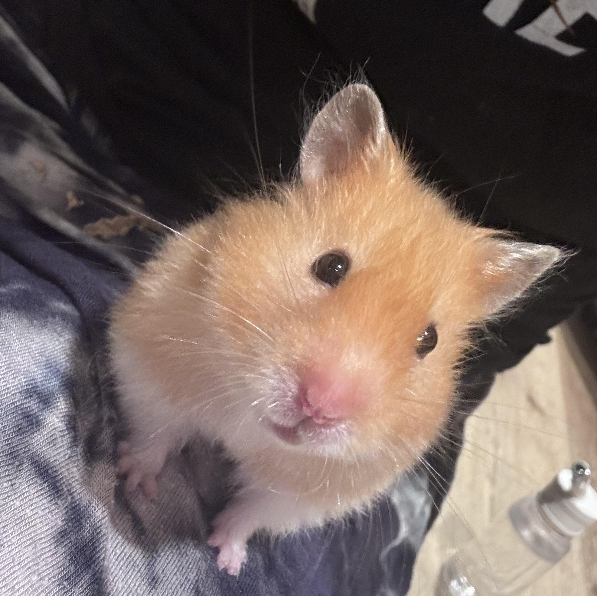 Enlarge Pearl, an adopted Hamster in Verplanck, NY image 2/4