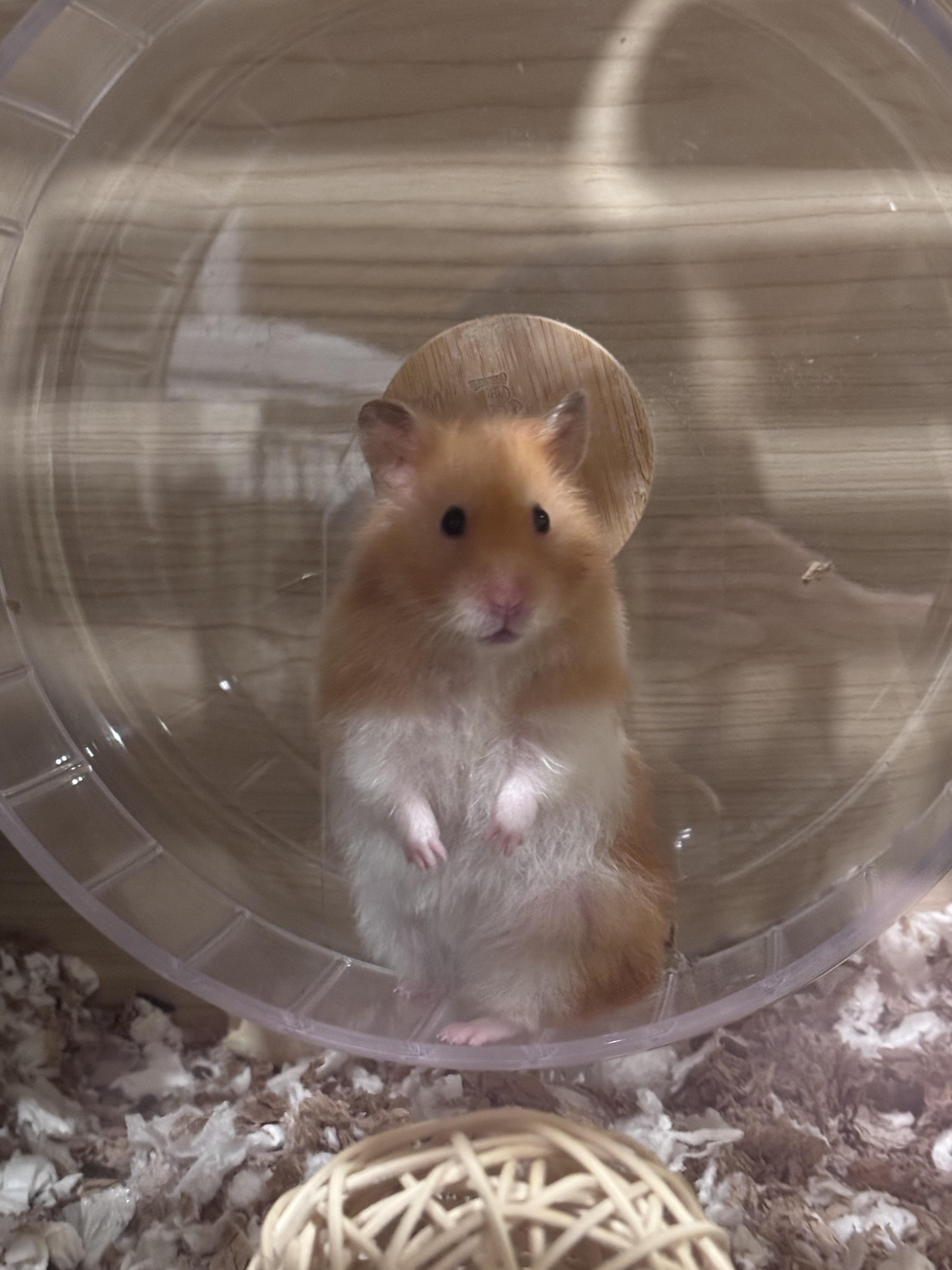 Enlarge Pearl, an adopted Hamster in Verplanck, NY image 4/4