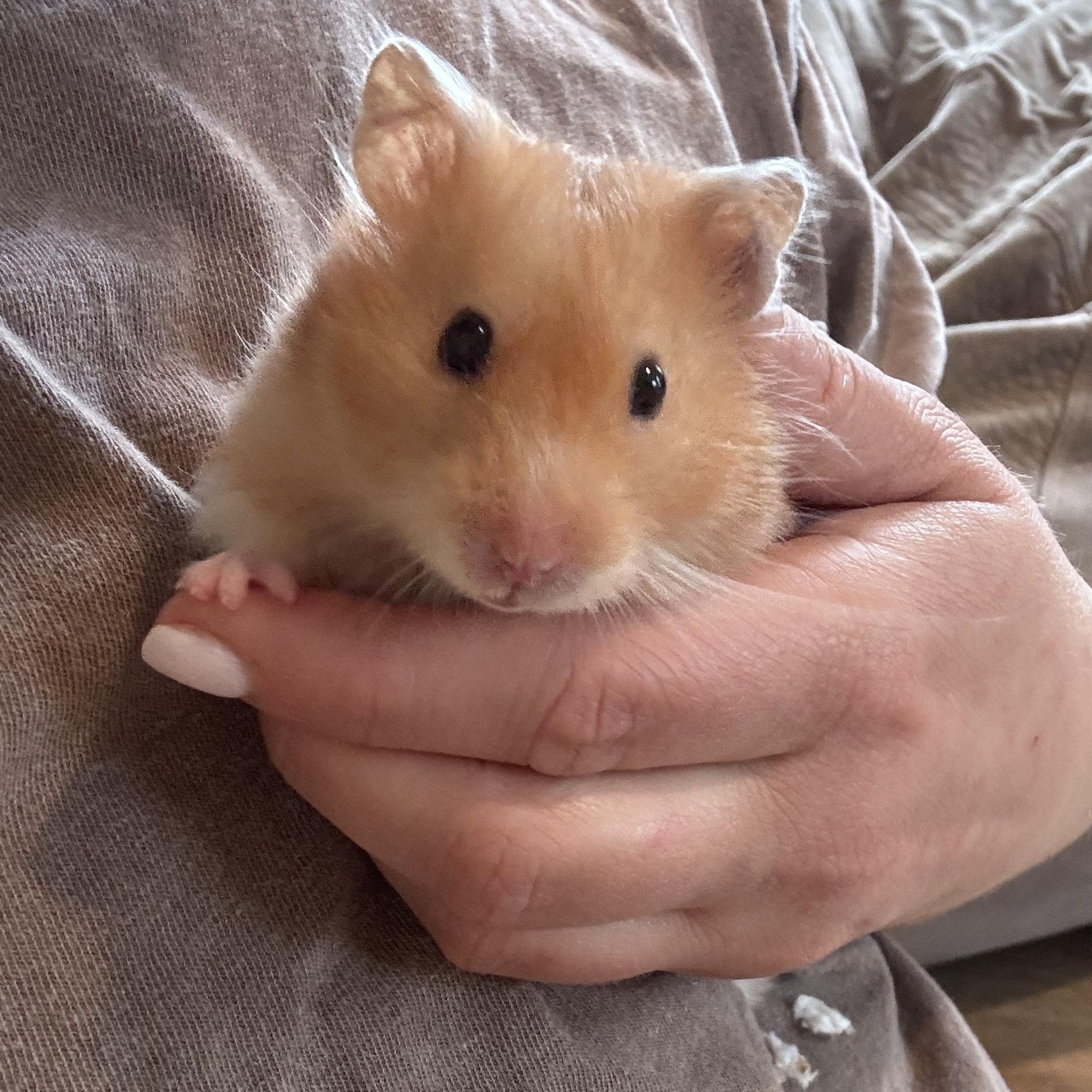 Enlarge Pearl, an adopted Hamster in Verplanck, NY image 1/4