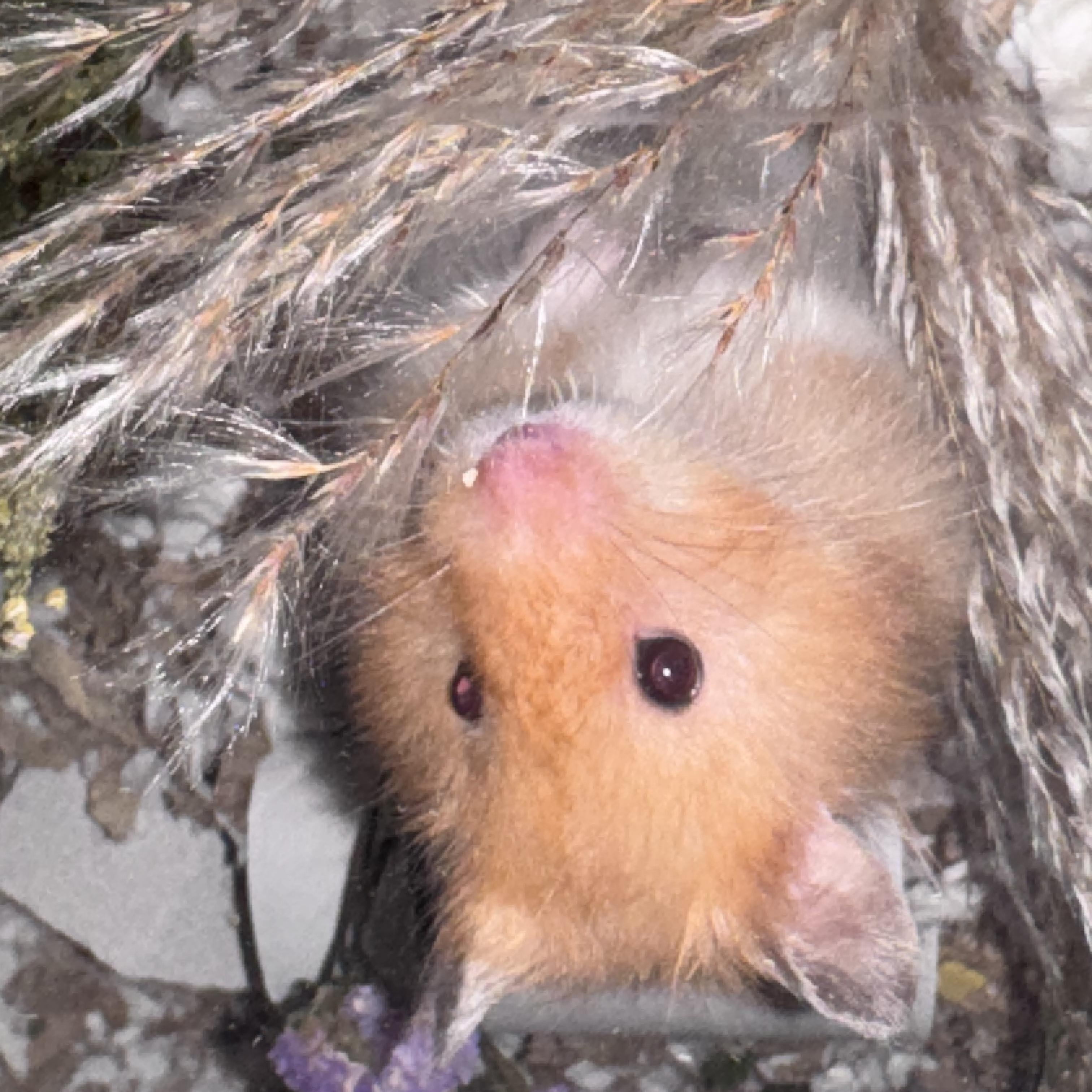 Enlarge Pearl, an adopted Hamster in Verplanck, NY image 3/4
