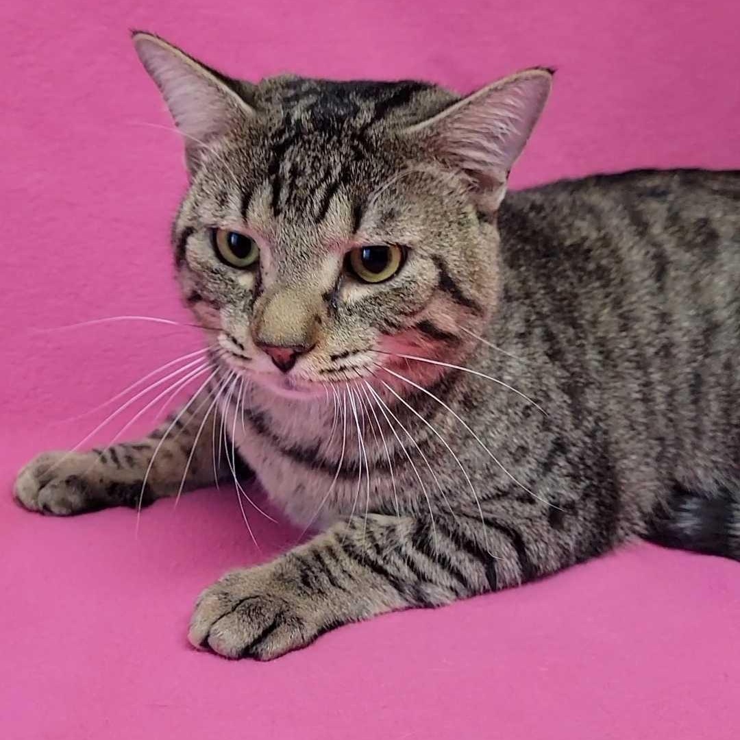 Enlarge Road Runner, an adopted Domestic Short Hair in Valdosta, GA image 1/2