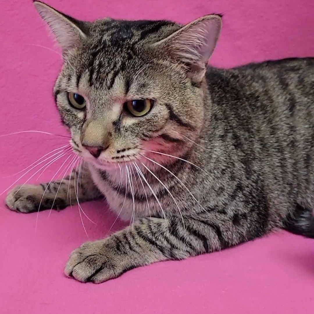 Enlarge Road Runner, an adopted Domestic Short Hair in Valdosta, GA image 2/2