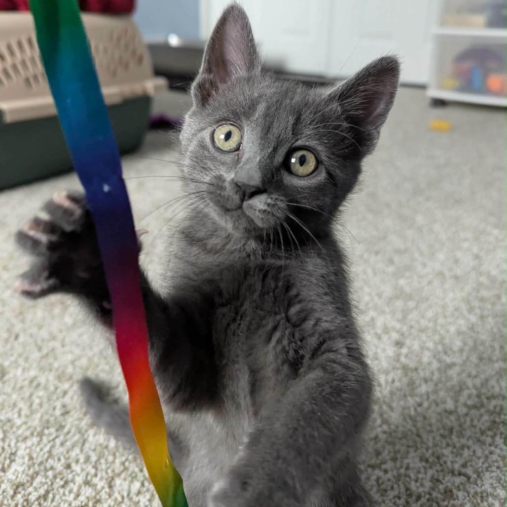 Enlarge Chiffon, a Adoptable Domestic Short Hair in Calgary, AB image 2/6