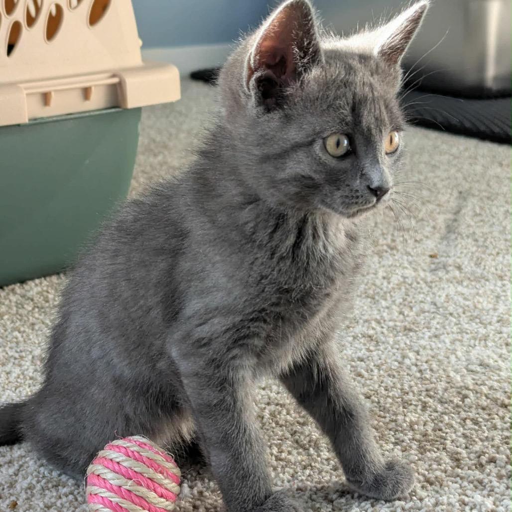 Enlarge Chiffon, a Adoptable Domestic Short Hair in Calgary, AB image 3/6