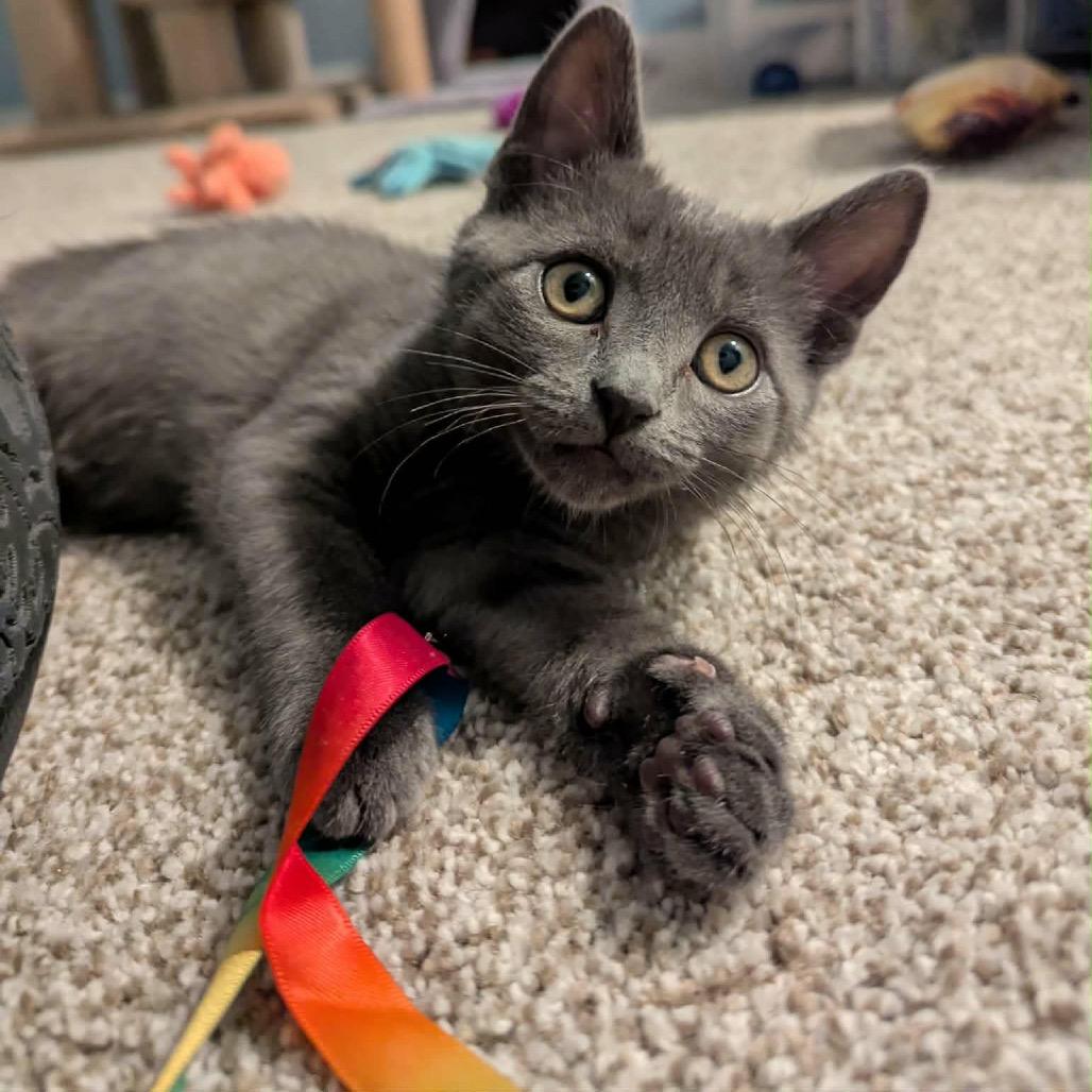 Enlarge Chiffon, a Adoptable Domestic Short Hair in Calgary, AB image 4/6