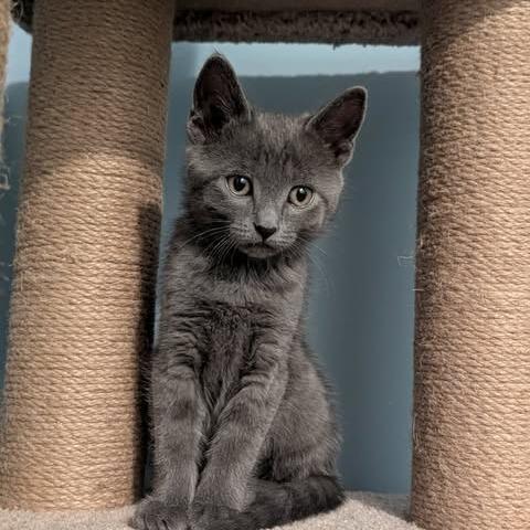 Chiffon, Adoptable, Kitten Female Domestic Short Hair.