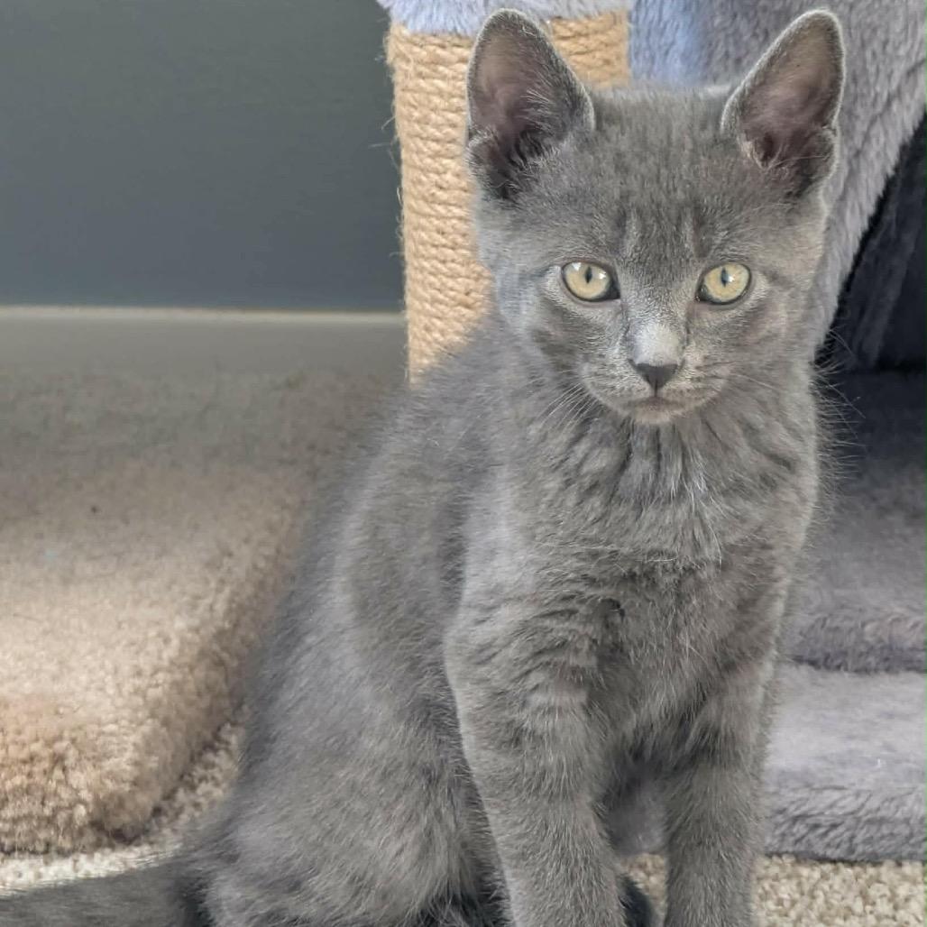 Enlarge Chiffon, a Adoptable Domestic Short Hair in Calgary, AB image 5/6