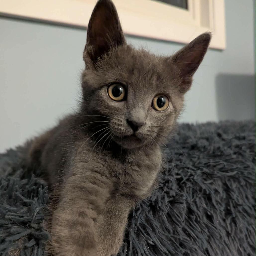 Enlarge Chiffon, a Adoptable Domestic Short Hair in Calgary, AB image 6/6