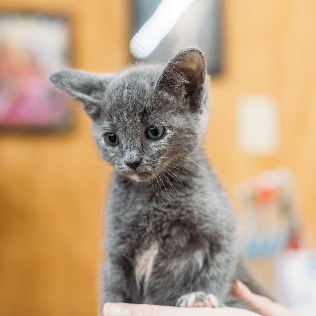 Enlarge Patches, a Adoptable Domestic Short Hair in Enfield, NH image 1/2