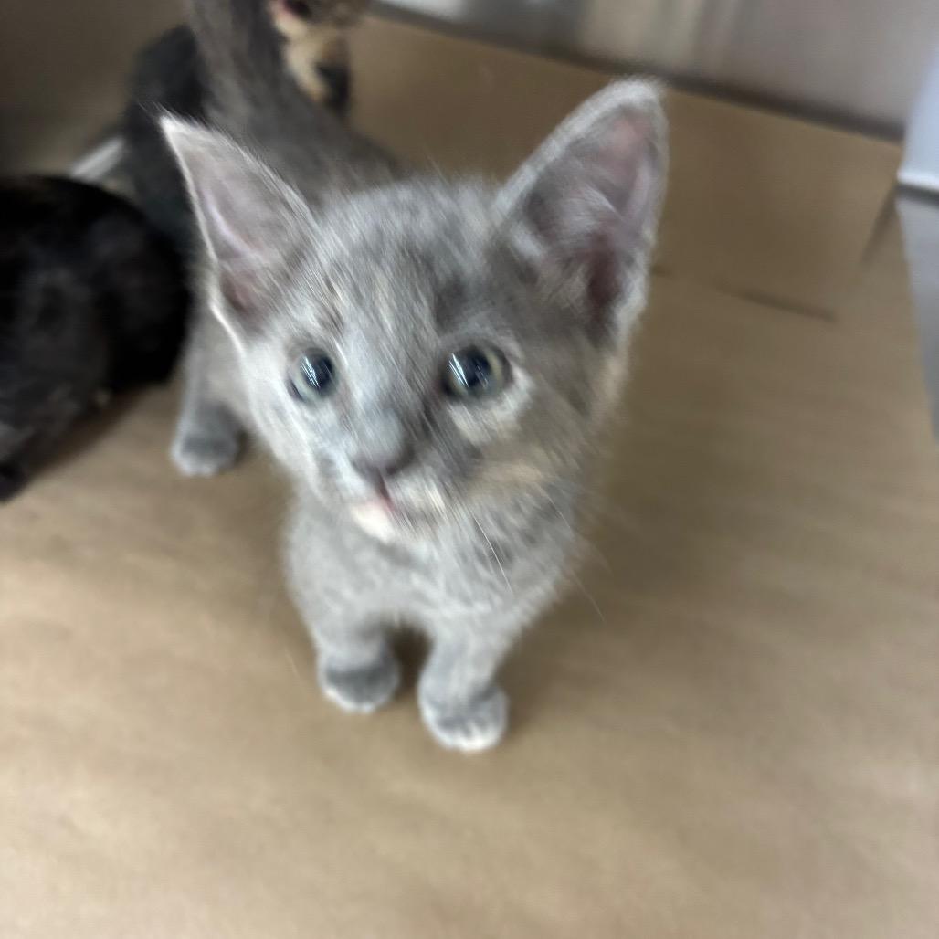 Enlarge Patches, a Adoptable Domestic Short Hair in Enfield, NH image 2/2
