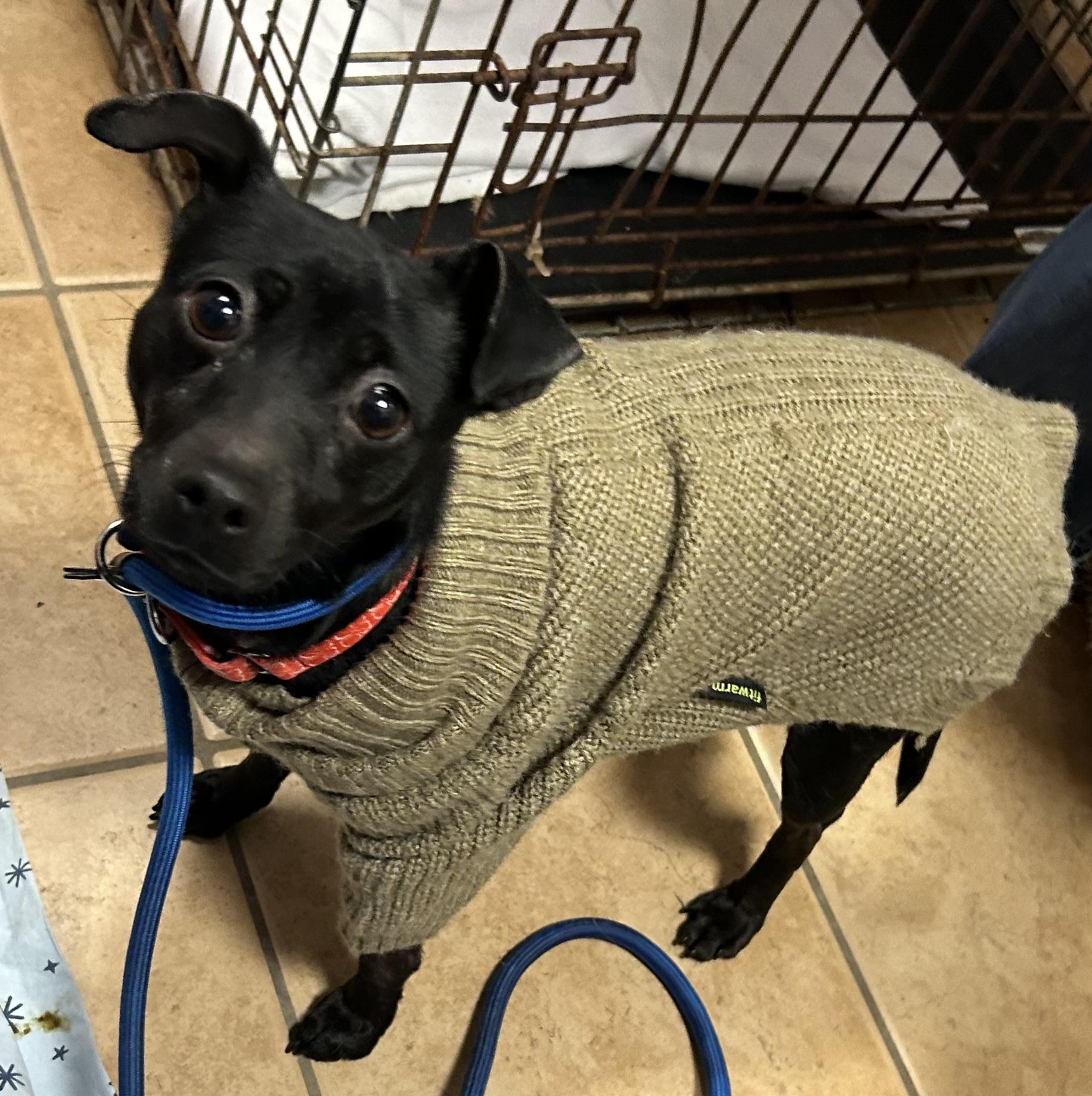 Apple, Adoptable, Young Female Miniature Pinscher & Patterdale Terrier / Fell Terrier.