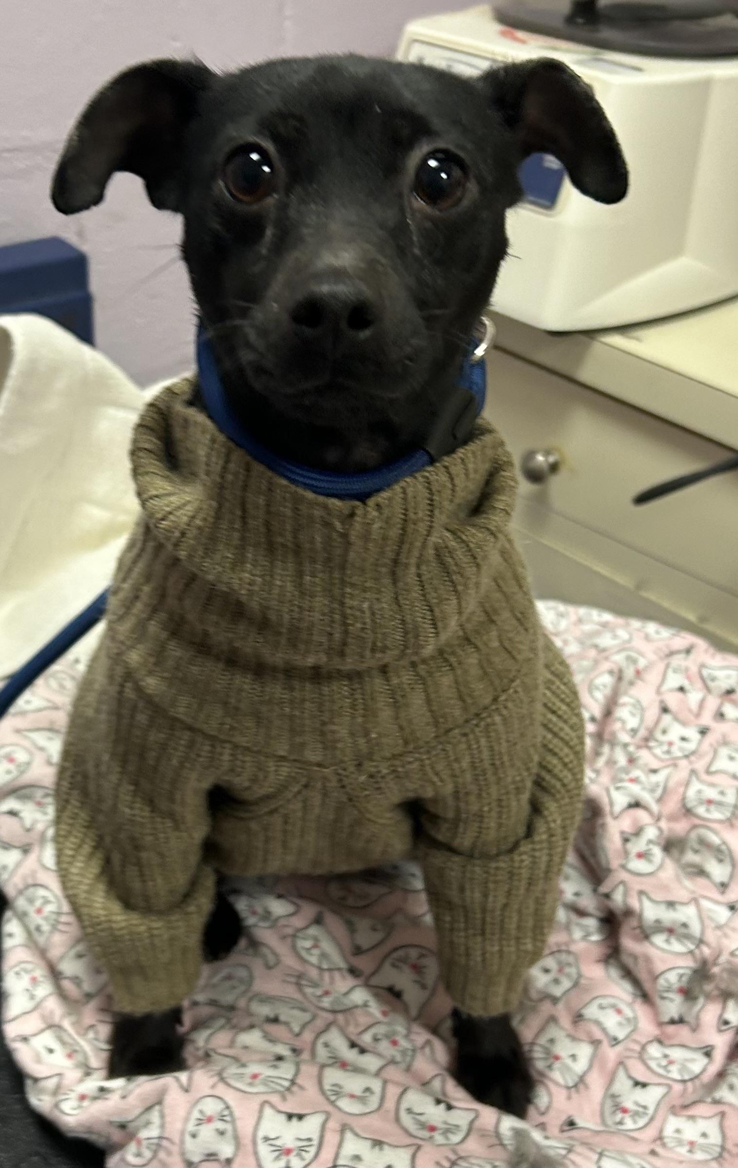 Apple, a Adoptable mixed breed in Oak Ridge, NJ image 2/4