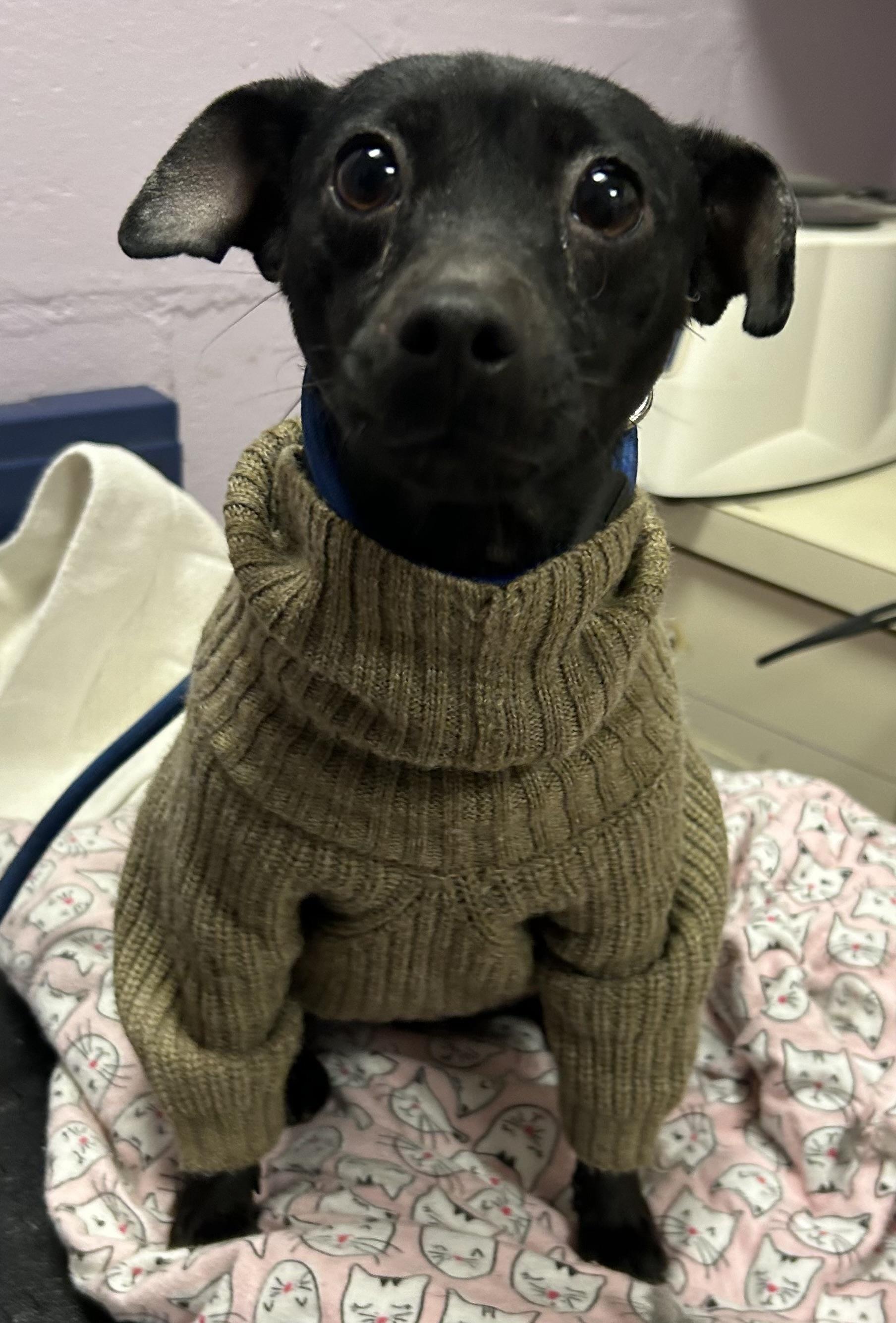 Apple, a Adoptable mixed breed in Oak Ridge, NJ image 3/4