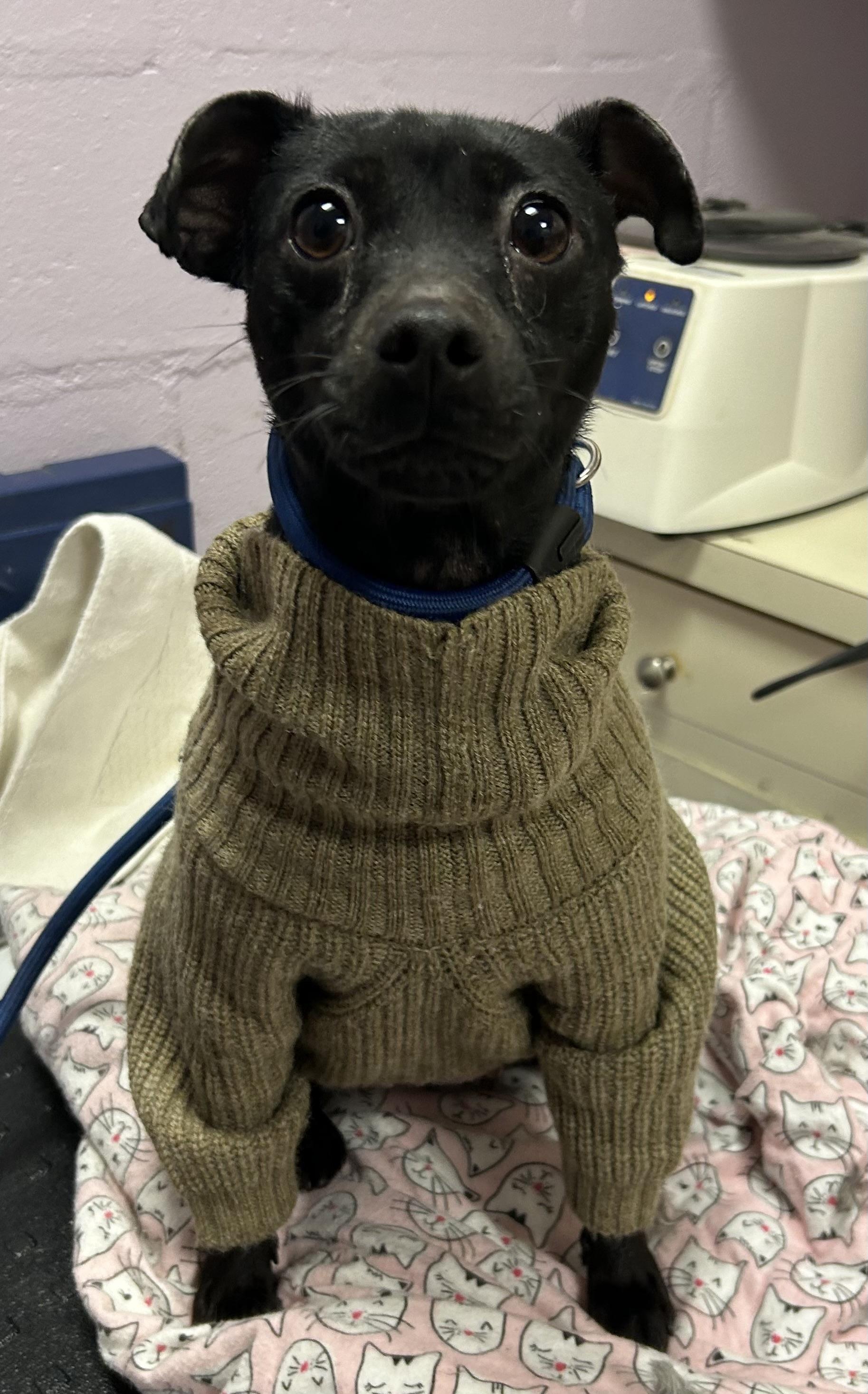 Apple, a Adoptable mixed breed in Oak Ridge, NJ image 4/4