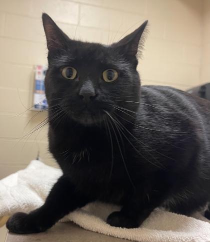 Binx, Adoptable, Adult Male Domestic Short Hair & Domestic Short Hair.