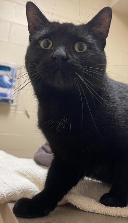 Binx, Adoptable, Adult Male Domestic Short Hair & Domestic Short Hair.