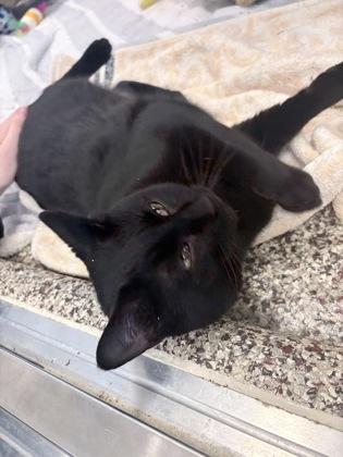 Enlarge Mr Bing, a Adoptable mixed breed in Detroit, MI image 2/3