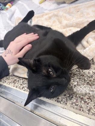 Enlarge Mr Bing, a Adoptable mixed breed in Detroit, MI image 3/3