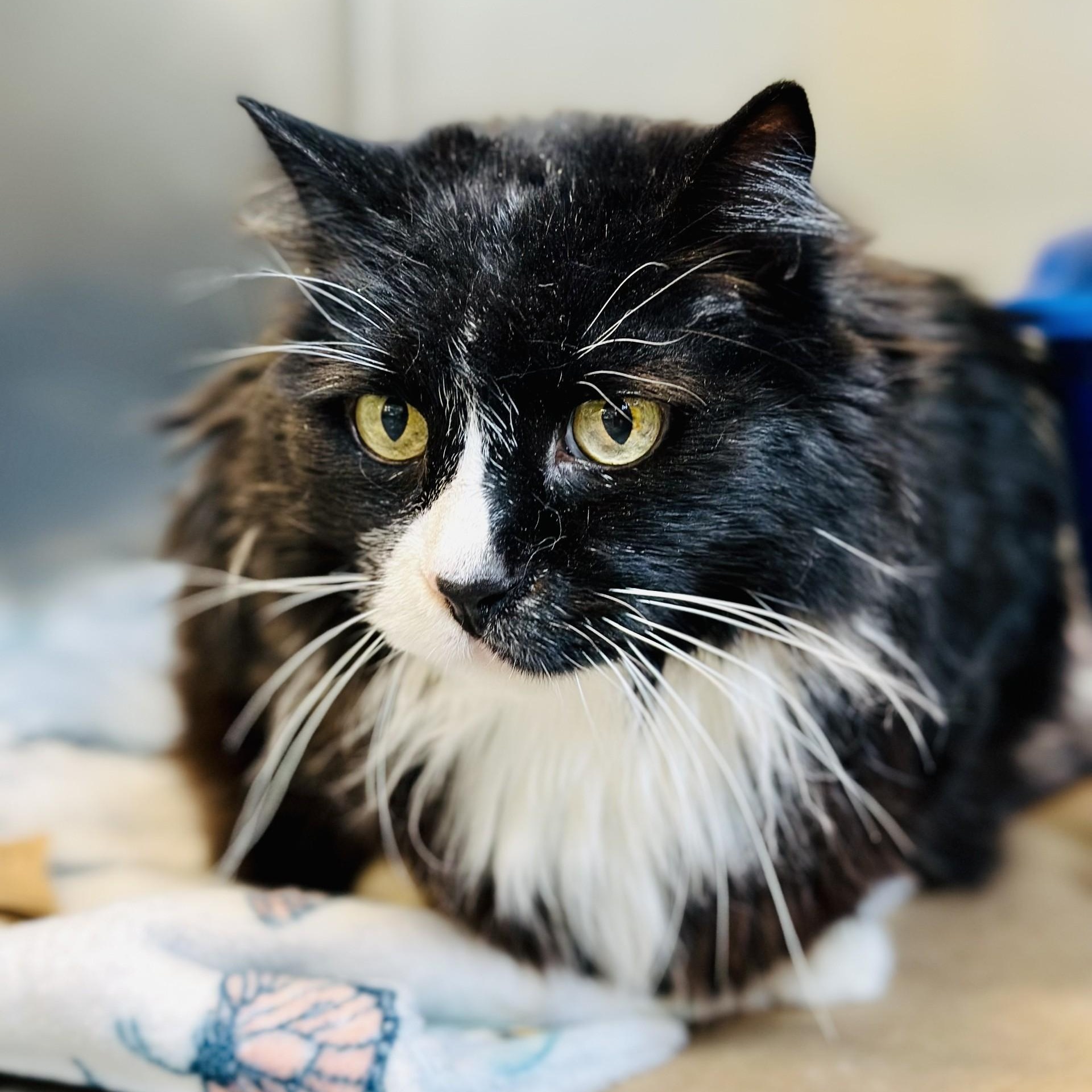 Enlarge Wheezer , a ADOPTABLE Domestic Medium Hair in Jackson, NJ image 2/2