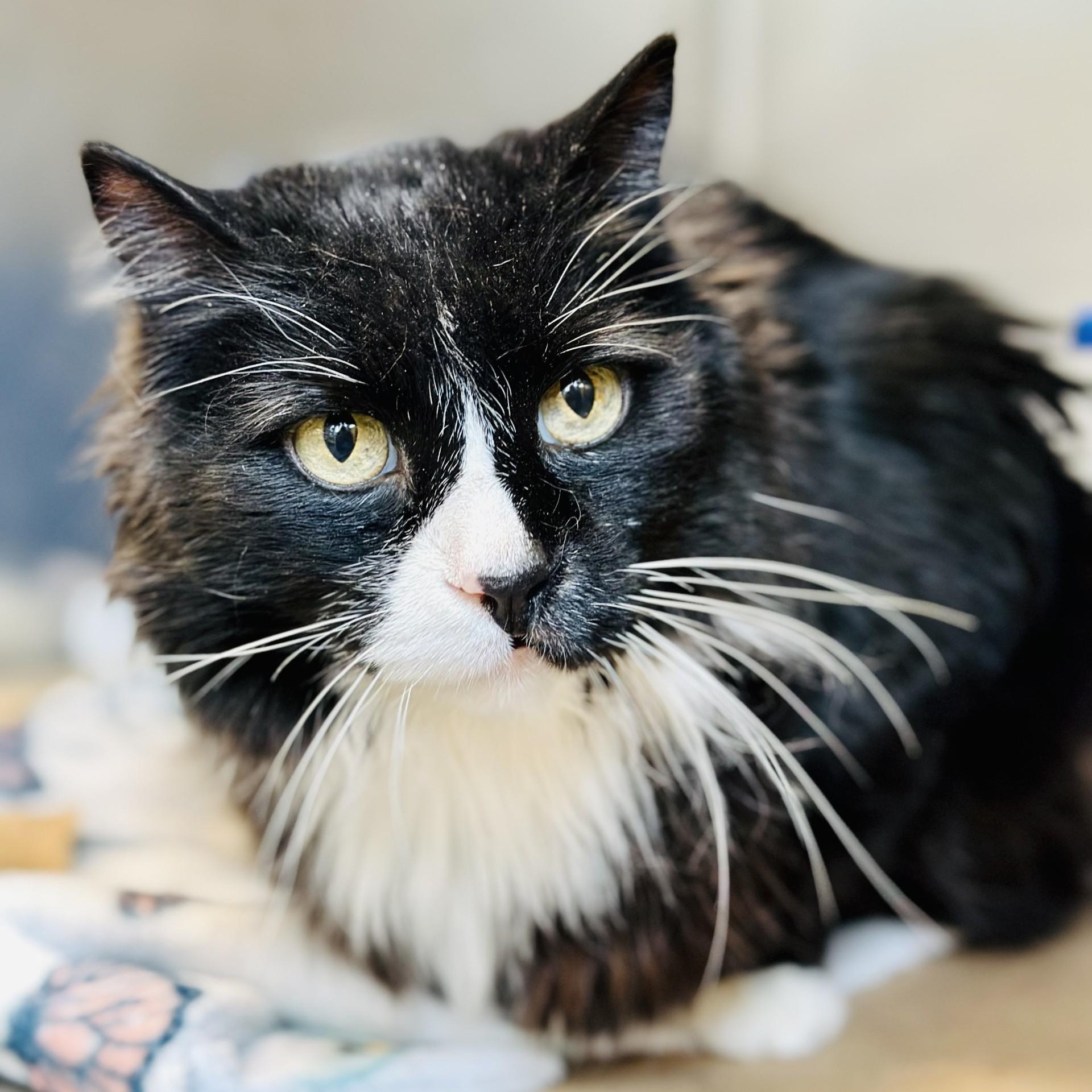 Enlarge Wheezer , a ADOPTABLE Domestic Medium Hair in Jackson, NJ image 1/2