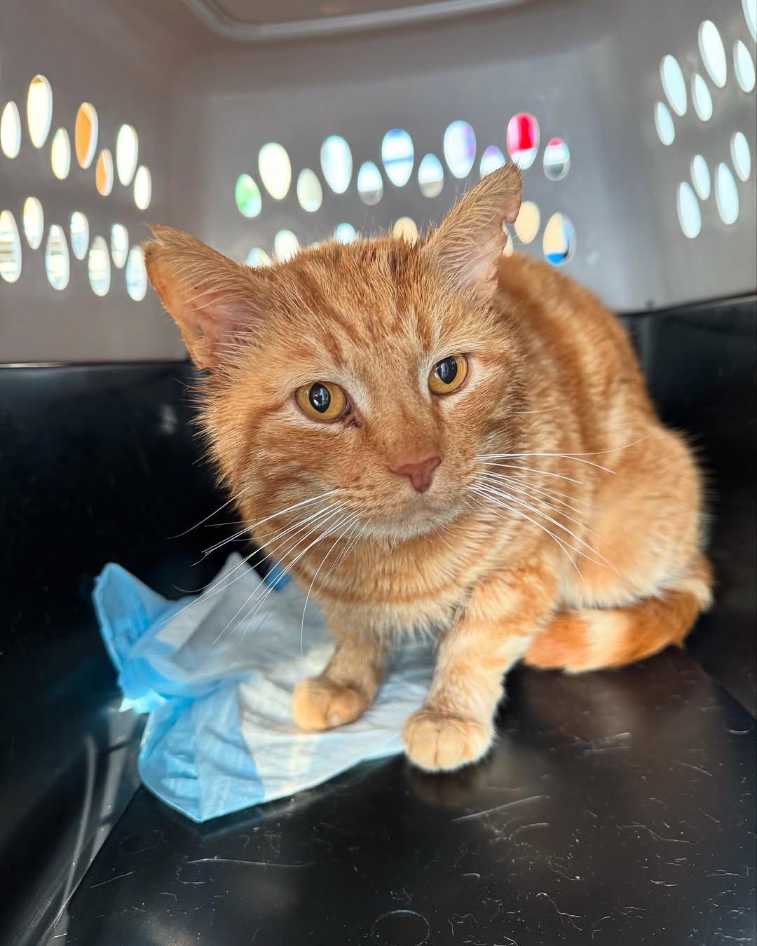 Mr. Cheese, an adoptable Domestic Short Hair in Redding, CA, 96001 | Photo Image 1