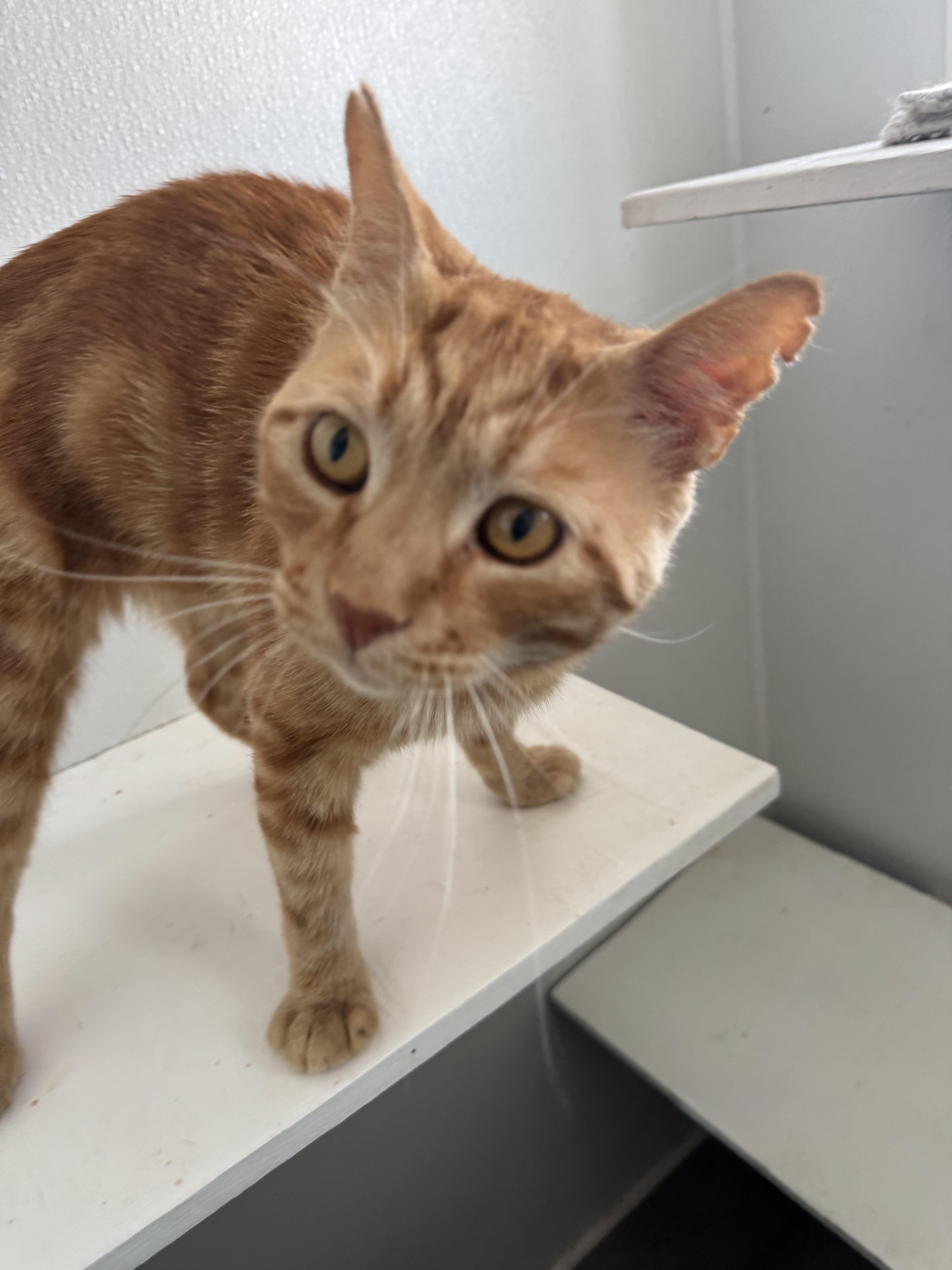 Enlarge Mr. Cheese, an adopted Domestic Short Hair in Redding, CA image 1/2