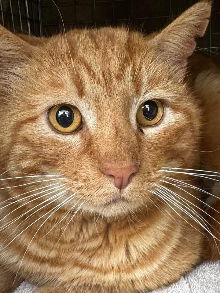 Mr. Cheese, an adoptable Domestic Short Hair in Redding, CA, 96001 | Photo Image 2