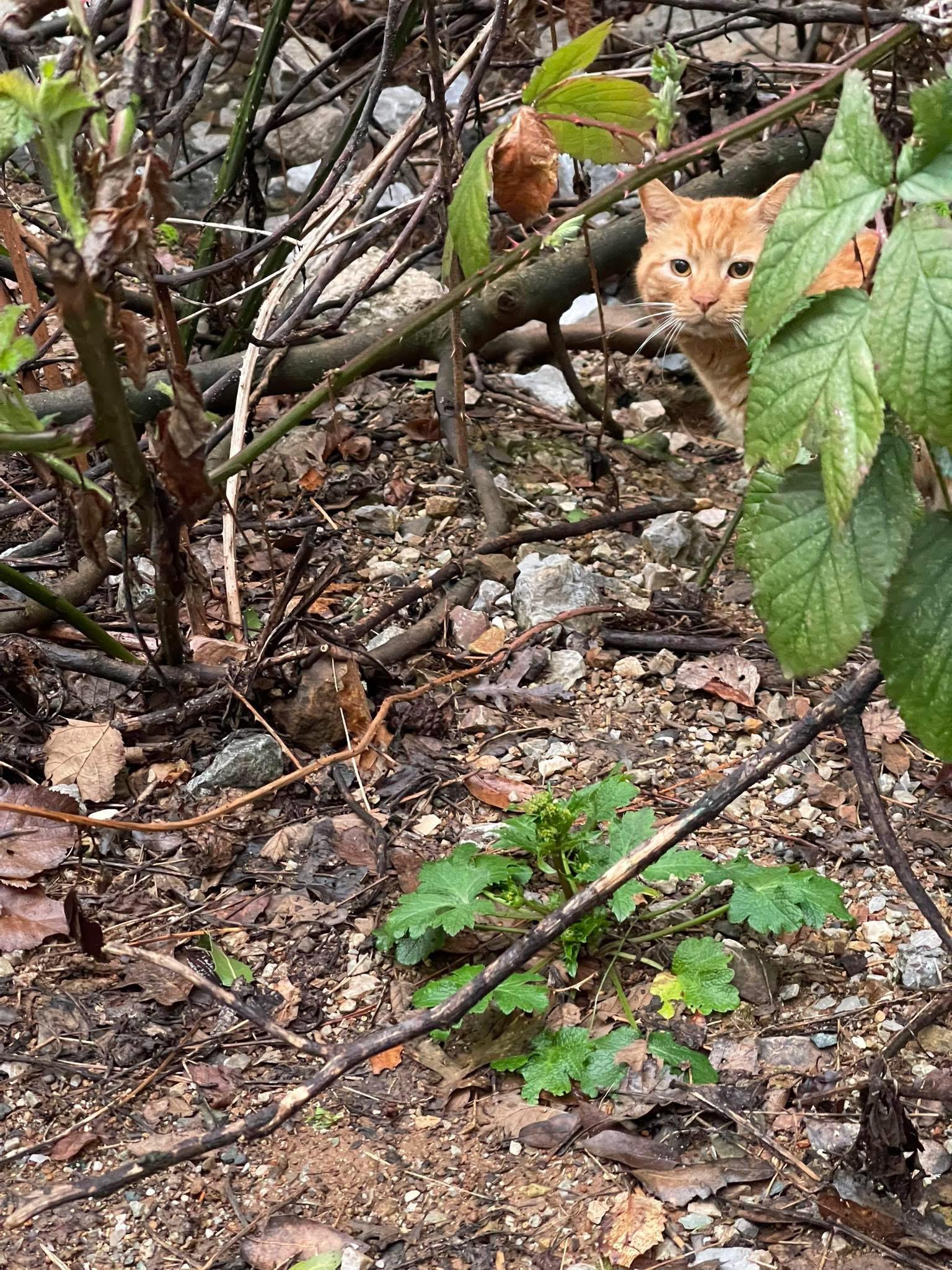 Enlarge Mr. Cheese, an adopted Domestic Short Hair in Redding, CA image 2/2