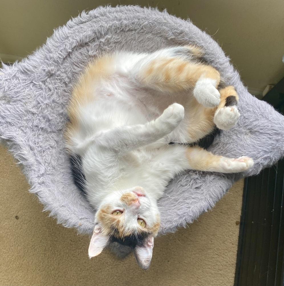 Samantha RC, Adoptable, Adult Female Domestic Short Hair.