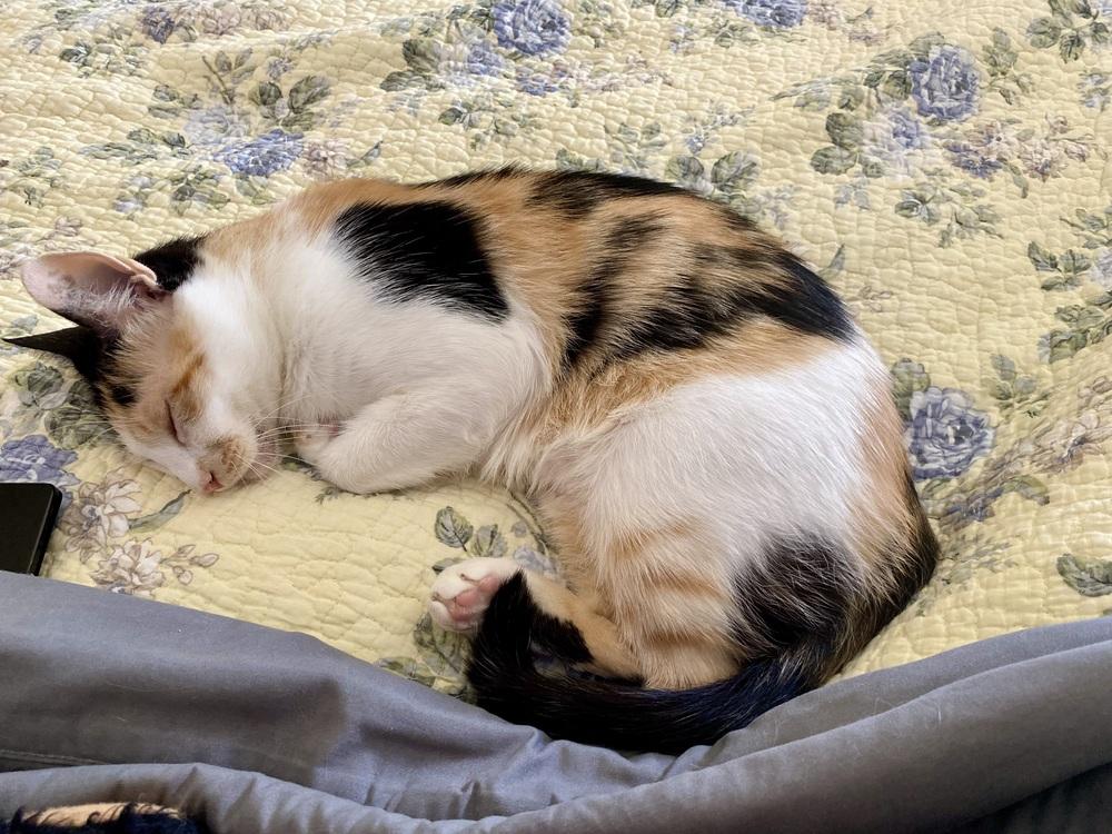 Enlarge Samantha RC, a Adoptable Domestic Short Hair in Greenville, SC image 3/6